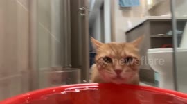 Cat “singing” while drinking water in Zhejiang, China