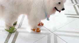 Dog walking in slippers in Guangdong, China
