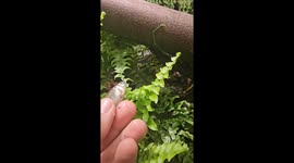 Snake accidentally bites finger during feeding in Görlitz, Germany