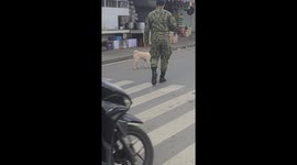 Heroic dog rescues kitten from busy road in Caloocan, Philippines