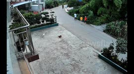 Pregnant cat's flying kick defends dog from intruding stray in courtyard showdown
