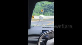 Egret refuses to budge after landing on car bonnet and hitches 10km ride through city