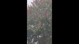 Rain showers sway trees and flowers in Houston, Texas
