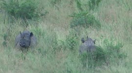Black Rhino interaction, some rare footage in the wild