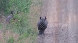 Rare Black Rhino mother and calf on road in front of us during our Safari with Tim Brown Tours