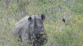 Rare Black Rhino sighting close up during our Durban Safari Tour