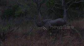 Black Rhino crosses Road in front of us in Hluhluwe game reserve