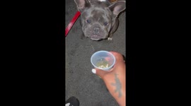 Dog suddenly snaps at owner during drink offer in Washington, USA