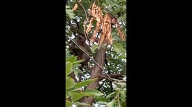 Injured monkey wrapped in bandages after being electrocuted by power lines