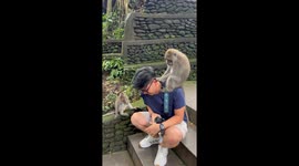 Clingy wild monkey climbs all over tourist's head in Bali