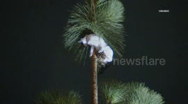 US, Los Angeles: Mission Hills Firefights Rescue Man in Tree Attempting to Rescue Cat