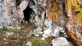 China: Rare footage of wild snow leopard playing with cubs captured in China's Qinghai