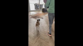 Excited French Bulldog meets new puppy sister for the first time *Sweet Moment*