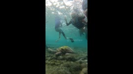 Tour guide pushes snorkeller down and almost crashes into turtle