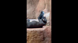 1-year-old baby gorilla puts on adorable dance show for Prague zoo visitors