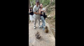 Clingy monkey refuses to let go of woman's leg