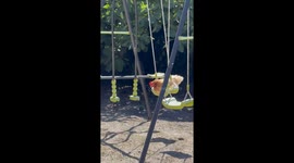 Christine the Hen Relaxes on Her Swing