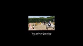 Chicken jumps over fence