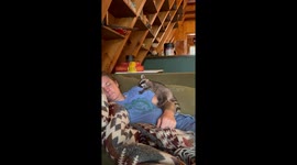 Marlowe the Rescue Raccoon Napping