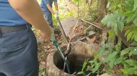 Padang City Firefighters Find Two Pythons in Resident's Yard