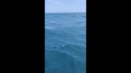 Fishermen rescue turtle found tangled in discarded net