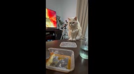 Hungry cat waits patiently for snack while owner enjoys dessert