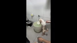 Pet dog is loving bath time in her plastic tub