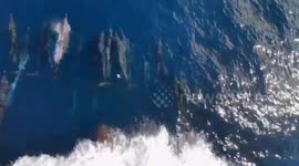 Mariner exhilarated as he rides with dolphins at the bulbous bow of ship