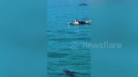 Surfer comes face-to-face with great white shark off Santa Barbara coast