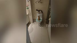 Patient cat waits its turn to use the toilet like humans