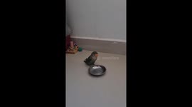 Feathered Fury: Parrot Expresses Displeasure by Dropping Bowl