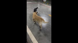 Border Collie Herding Golden Retriever