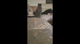 Self-indulgent Kitten