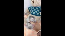 Hamster Peeing on its Master
