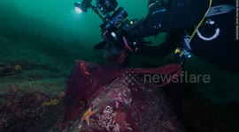 Octopus hugs divers before grabbing camera to take underwater selfie