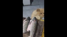 Fish Fillet Felon: The Cat That Keeps Stealing Fish Nuggets