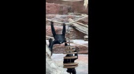 Gorilla sisters play together in Prague ZOO