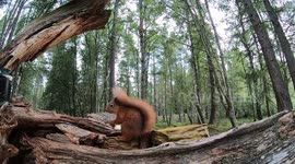 Squirrel jumps over another Squirrel