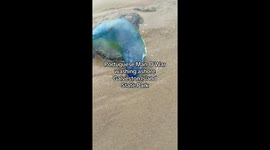 Tourists spot 'blue blobs' washed up on Texas, turns out they can pack a fatal punch