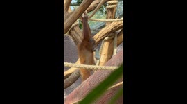 The sweetest little orangutan in Prague ZOO