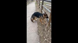 German Shepherd Makes Friends With Deer Statues