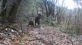 China: Foraging tufted deer spotted in Yunnan