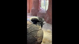 Sweetest baby gorilla Mobi has a new panties