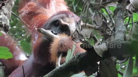 Indonesia: Orangutans’ Seasonal Diets Reveal Secrets To Human Health And Longevity