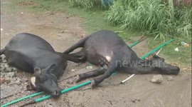 Pakistan: Mandi Bahauddin: Flood Chaos in River Chenab, 3 Cattle Electrocuted
