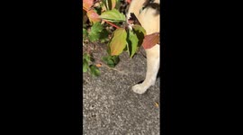 Pug dog has discovered where he can find himself a fruity treat on his morning walks