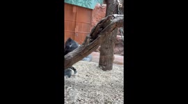Sweet baby gorilla sisters play together