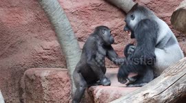 Joyful Giants - the rare and hilarious play of male silverback gorilla Kisumu and adolescent Ajabu