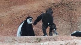 Baby gorilla attempts to make friends with guereza monkeys at Prague zoo