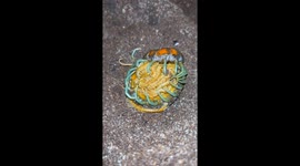 Mother of legs: Viral centipede video reveals fierce maternal instincts